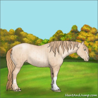 Horse Color:Gold Champagne Pearl Rabicano and Gold Champagne Pearl Rabicano