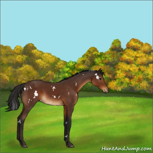 Horse Color:Gray White Spotted Bay Appaloosa 