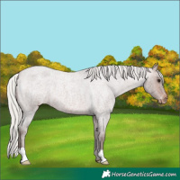 Horse Color:Silver Brown Roan Varnish 