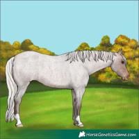 Horse Color:Silver Brown Roan Appaloosa 