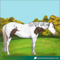 Horse Color:Liver Chestnut Splash Tobiano Rabicano