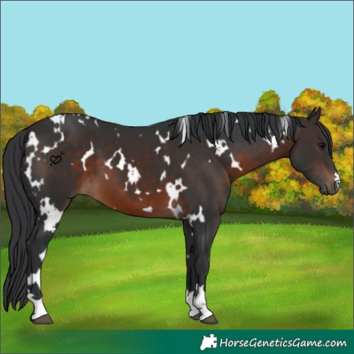 Horse Color:White Spotted Brown 