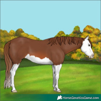 Horse Color:Chestnut Splash 