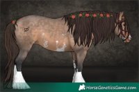 Horse Color:Bay Dun Sabino Appaloosa 