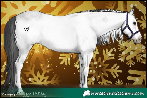 Horse Color:White Spotted Grullo Roan Frame