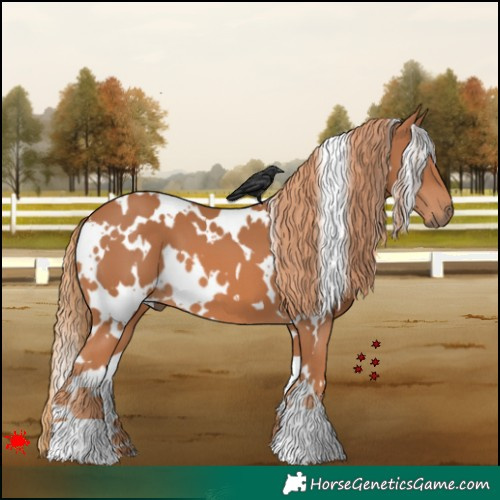Horse Color:White Spotted Chestnut 