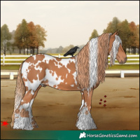 Horse Color:White Spotted Chestnut 