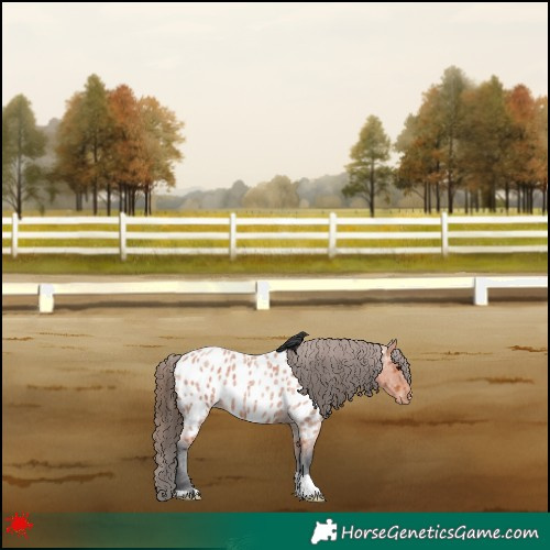 Horse Color:Bay Roan Near Leopard 