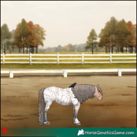 Horse Color:Bay Roan Near Leopard 