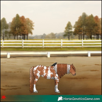 Horse Color:White Spotted Chestnut