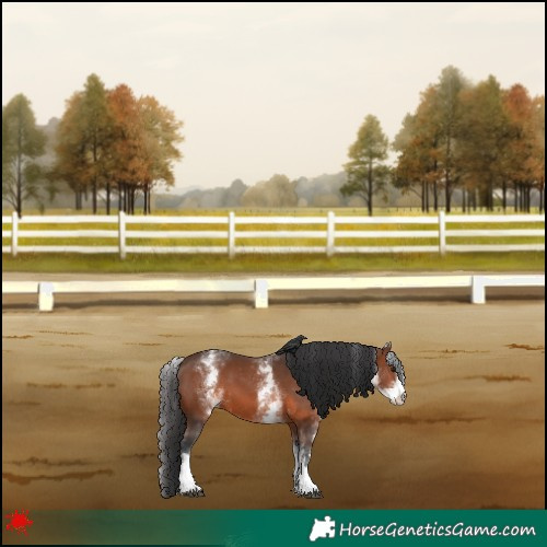 Horse Color:White Spotted Brown