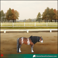 Horse Color:White Spotted Brown 
