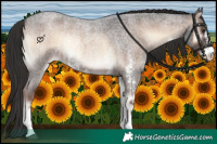 Horse Color:Liver Red Onyx Roan Sabino Varnish 