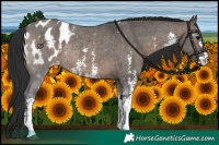 Horse Color:Brown Dun Sabino Blanket Rabicano 