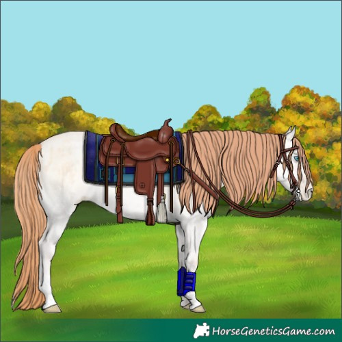 Horse Color:Amber Cream Champagne Ice Pearl Onyx Rabicano Brindle