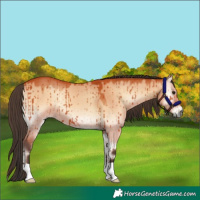 Horse Color:Bay Onyx Brindle