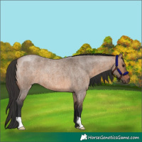 Horse Color:Brown Roan Dun Brindle