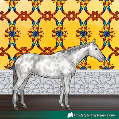 Horse Color:Grullo Roan Near Leopard Rabicano Brindle