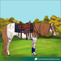 Horse Color:Bay Pearl Onyx Appaloosa Rabicano Brindle 