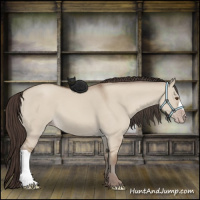 Horse Color:Classic Champagne Dun 