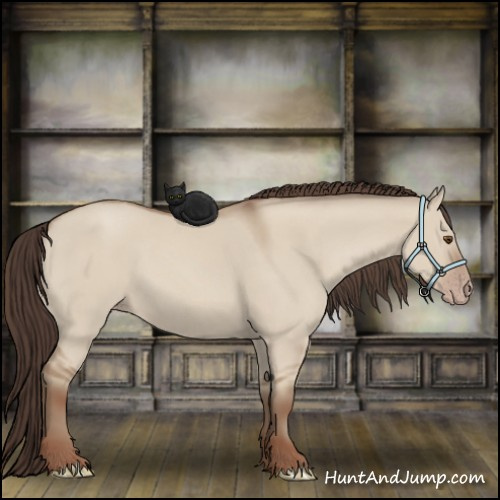 Horse Color:Classic Champagne Dun 