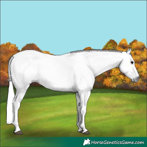 Horse Color:Gray Black