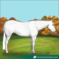 Horse Color:Gray Black 