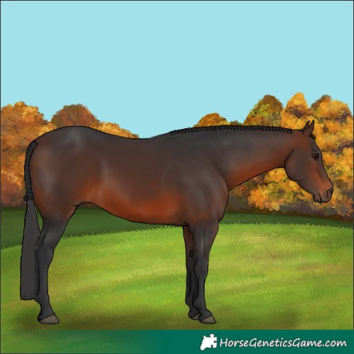Horse Color:Brown 