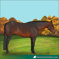 Horse Color:Brown 