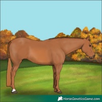 Horse Color:Chestnut 