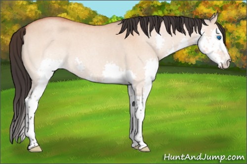 Horse Color:Bay Roan Dun Splash 