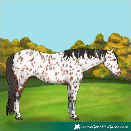 Horse Color:Bay Tobiano Appaloosa 