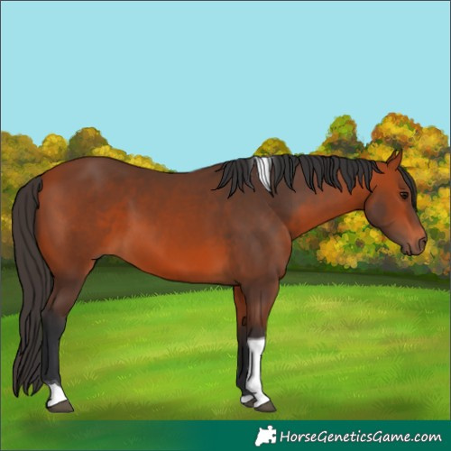 Horse Color:Bay Tobiano 