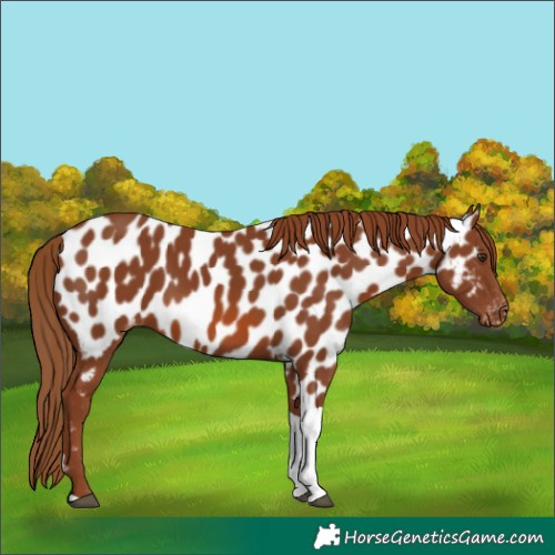 Horse Color:Chestnut Tobiano Appaloosa