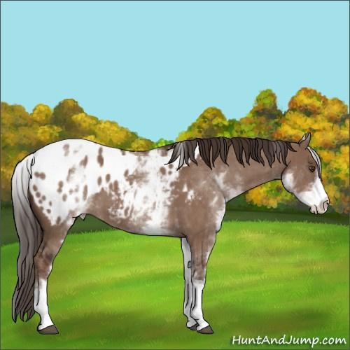 Horse Color:White Spotted Liver Red Dun Tobiano Appaloosa Rabicano
