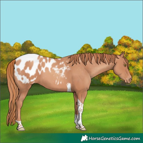 Horse Color:Gold Champagne Tobiano Appaloosa