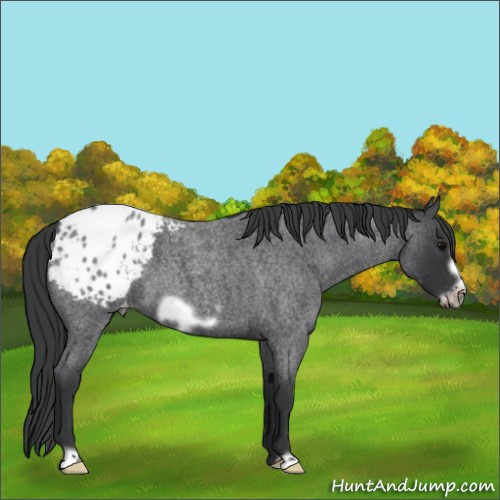 Horse Color:Blue Roan Frame Appaloosa 