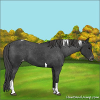 Horse Color:Black Tobiano Appaloosa 