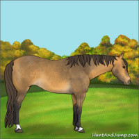 Horse Color:Buckskin 