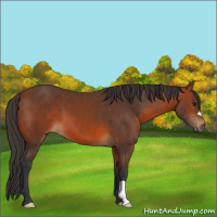 Horse Color:Bay 