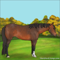 Horse Color:Bay 