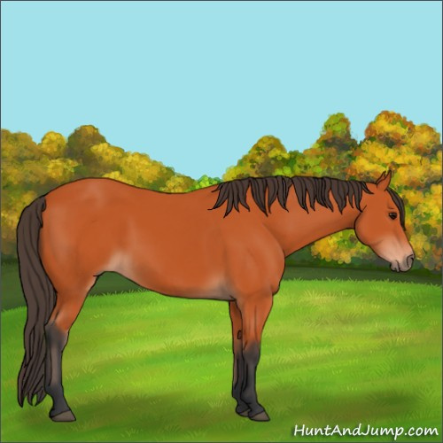 Horse Color:Bay Sabino 