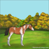 Horse Color:White Spotted Bay Tobiano