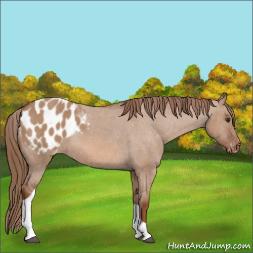 Horse Color:Red Dun Tobiano Appaloosa