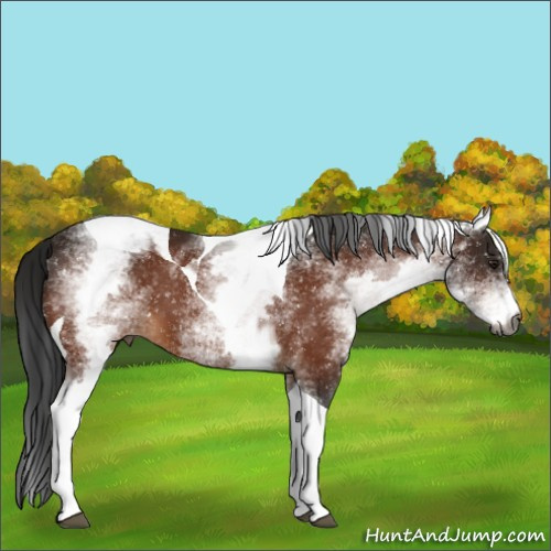 Horse Color:Gray White Spotted Brown Tobiano Appaloosa