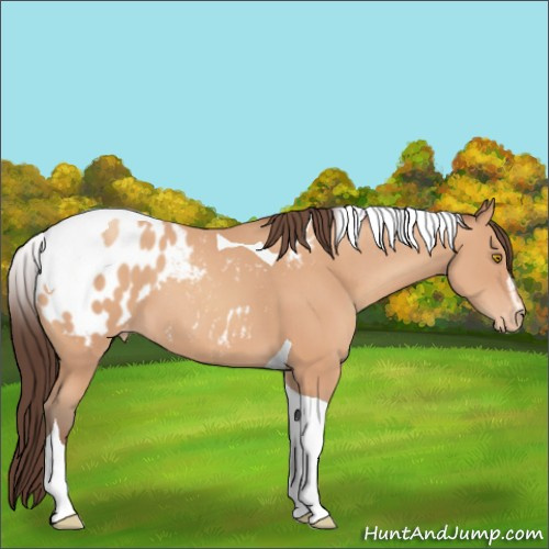 Horse Color:Amber Champagne Sabino Tobiano Appaloosa