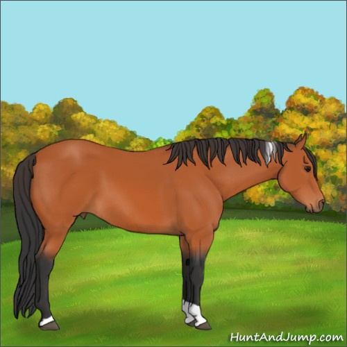 Horse Color:Bay Tobiano