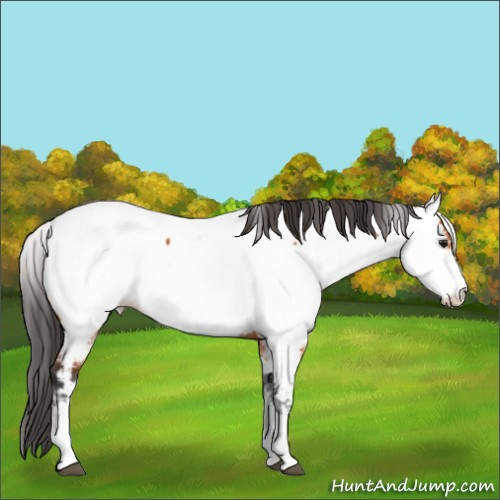 Horse Color:White Spotted Bay Tobiano Appaloosa Rabicano 