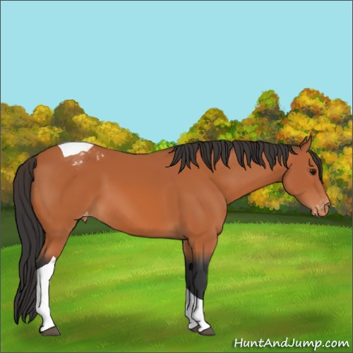 Horse Color:Bay Tobiano Appaloosa