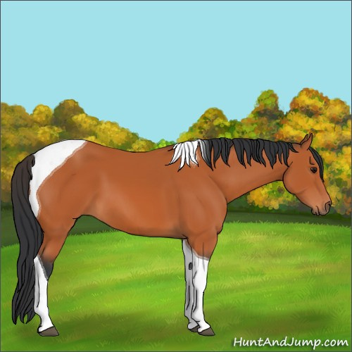 Horse Color:Bay Tobiano 